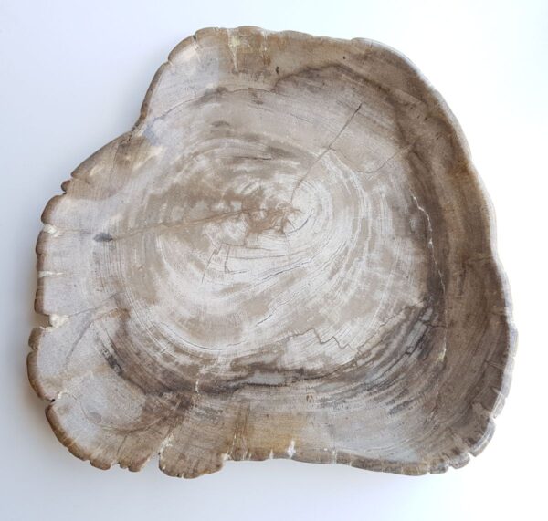 Plato madera petrificada 29389