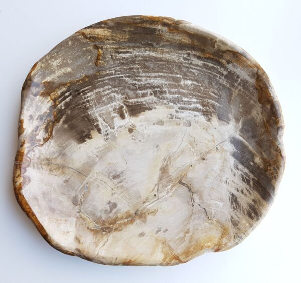 Piatti legno pietrificato 29401