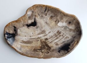 Piatti legno pietrificato 29516