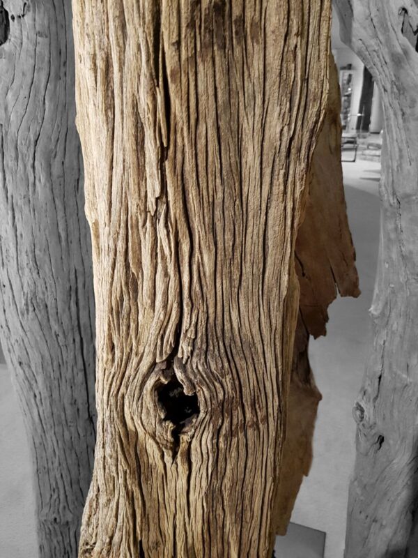 Driftwood 12779