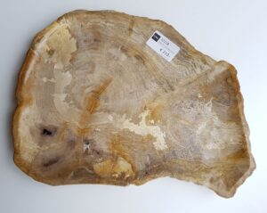 Bord versteend hout 32118