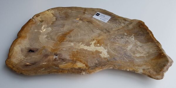 Teller versteinertes Holz 32118