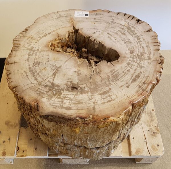 Beistelltisch versteinertes Holz 26016