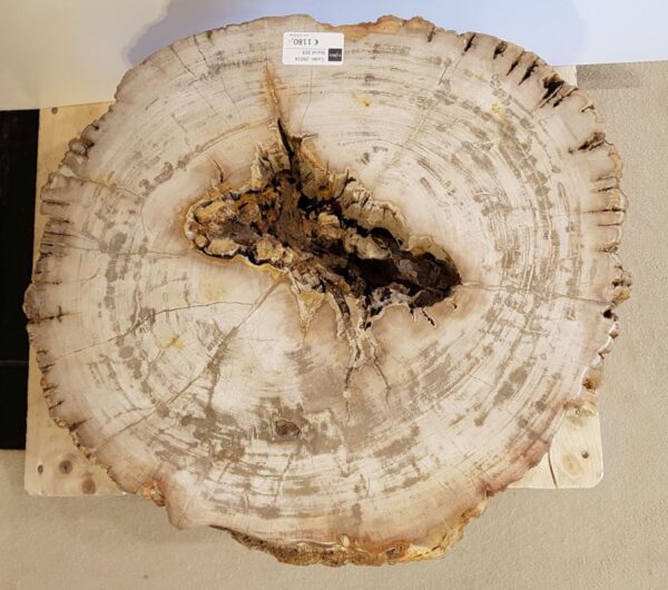Beistelltisch versteinertes Holz 26016