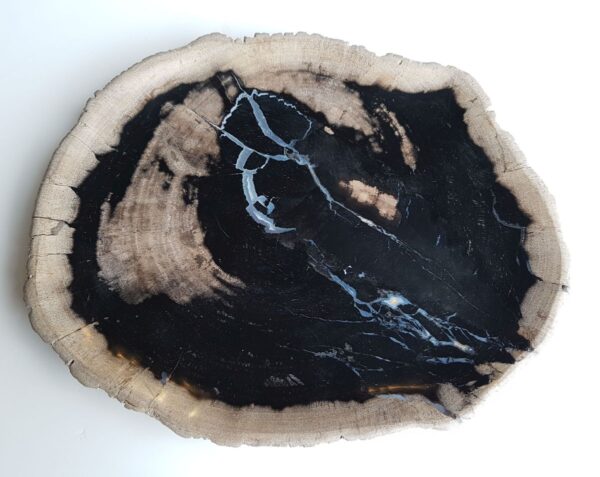 Plate petrified wood 26045