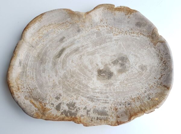 Plate petrified wood 26065