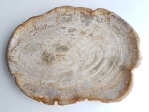 Plate petrified wood 26066