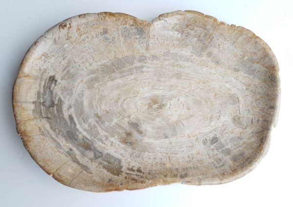 Plate petrified wood 26067