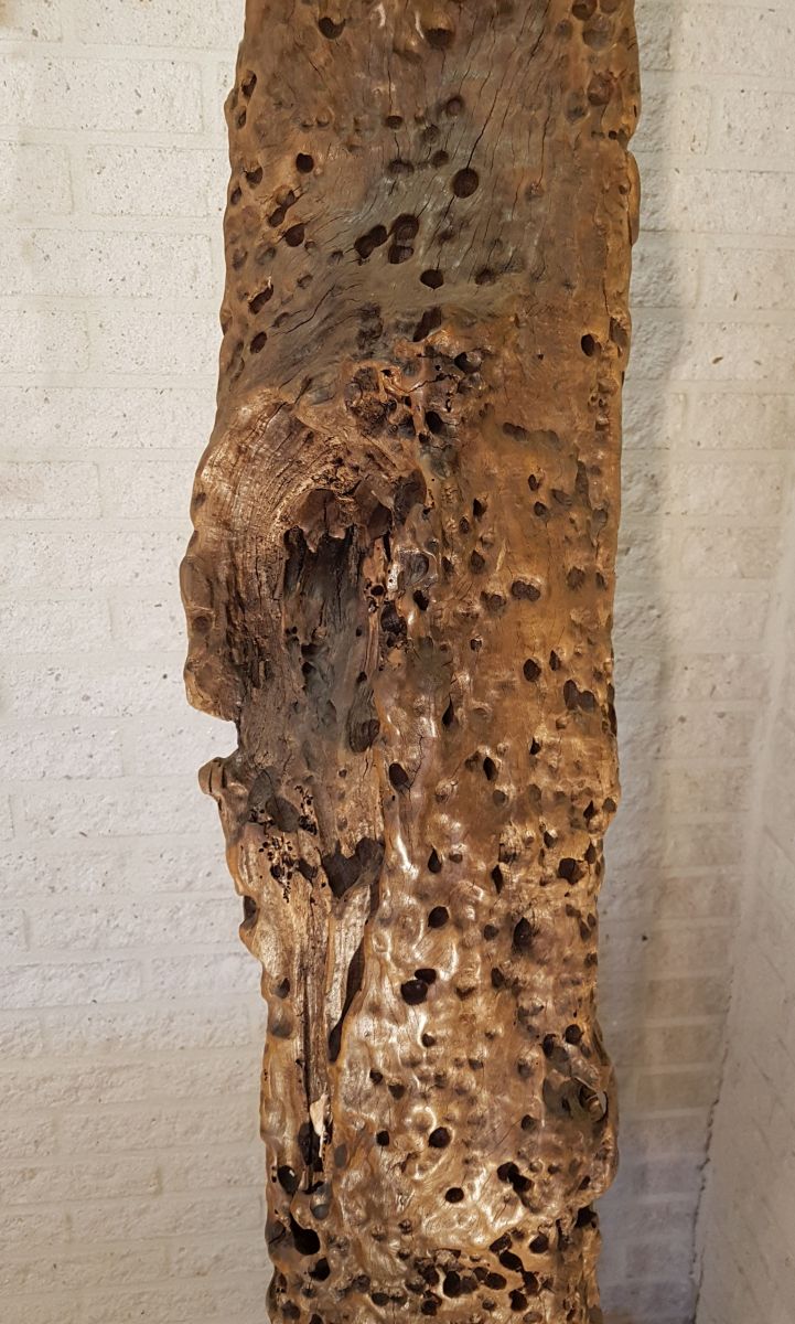 Driftwood 00001