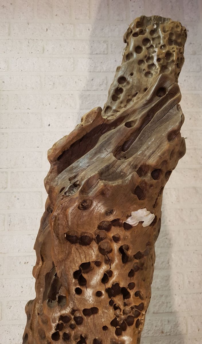 Driftwood 00001