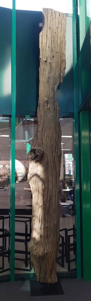 Driftwood 12742