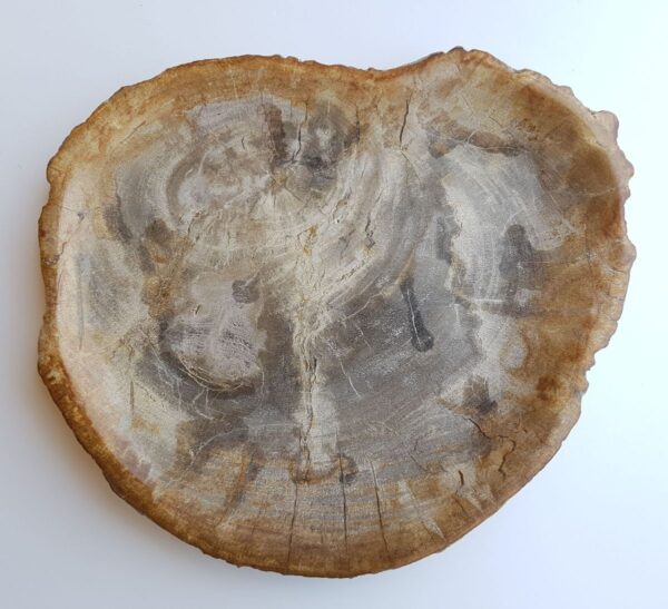 Plato madera petrificada 33008f