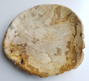 Plate petrified wood 33003e