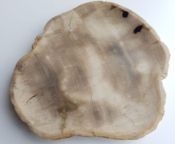 Plate petrified wood 33003g
