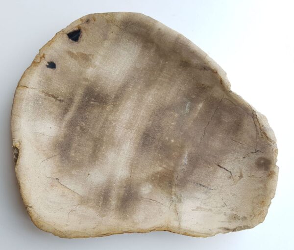 Plate petrified wood 33004j