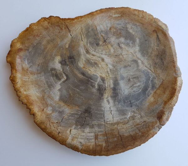 Plate petrified wood 33008g