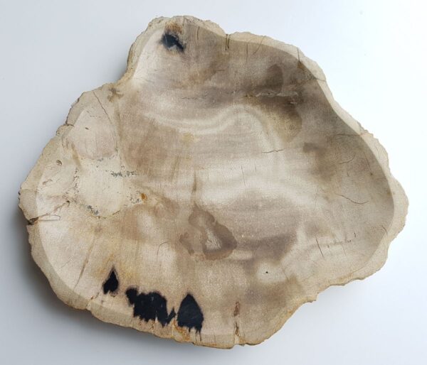 Teller versteinertes Holz 33003f