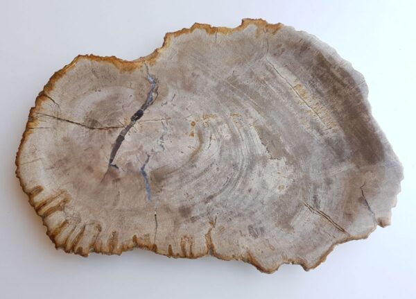 Teller versteinertes Holz 33023d