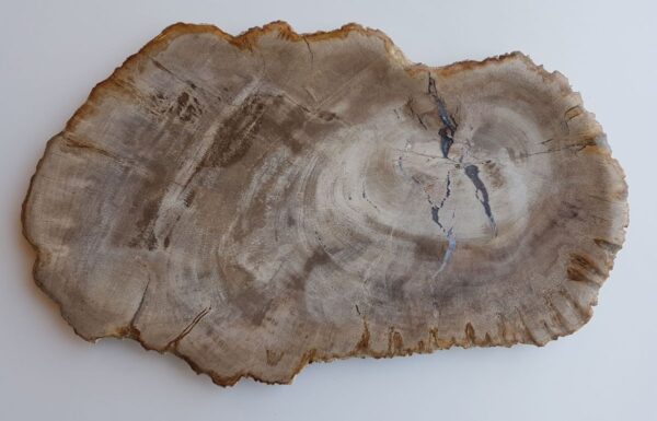 Teller versteinertes Holz 33028