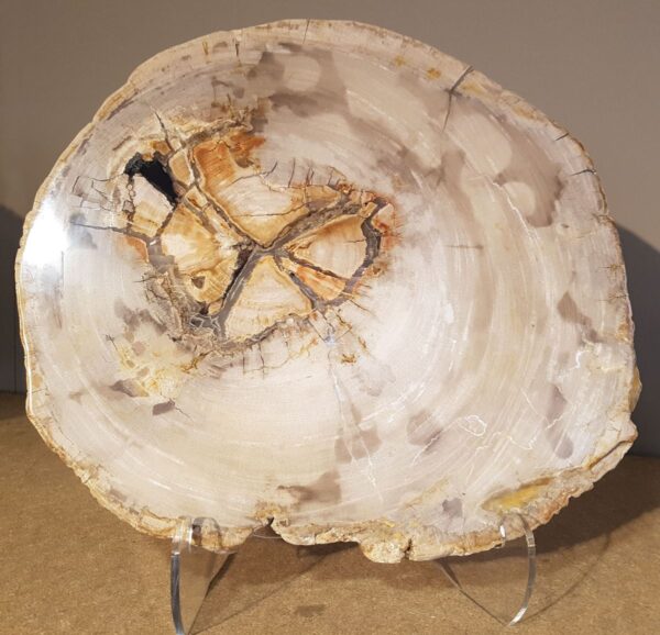 Table basse bois pétrifié 28552