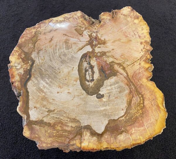 Mesa de centro madera petrificada 34263