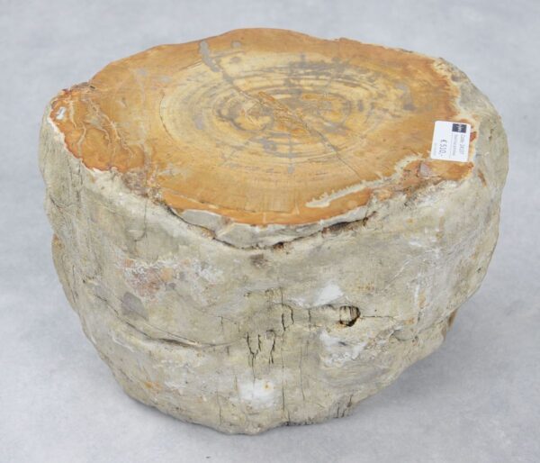 Beistelltisch versteinertes Holz 24137