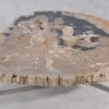 Coffee table petrified wood 36149