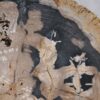 Coffee table petrified wood 36149