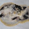 Coffee table petrified wood 36221