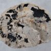 Coffee table petrified wood 36299