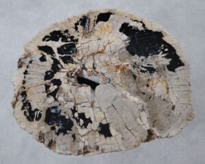 Coffee table petrified wood 36299