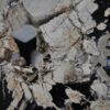Coffee table petrified wood 36299