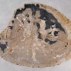 Couchtisch versteinertes Holz 36149