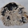 Couchtisch versteinertes Holz 36294