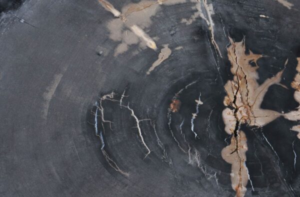 Mesa de centro madera petrificada 36371