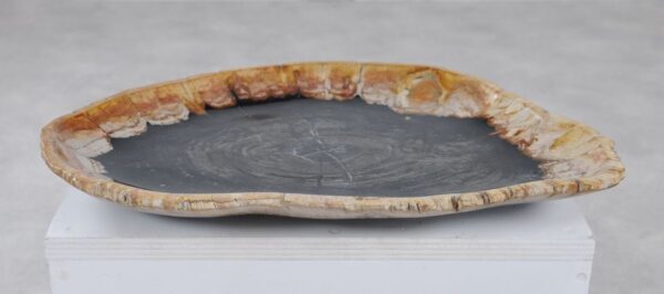 Plate petrified wood 36049f