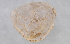 Salontafel versteend hout 37204