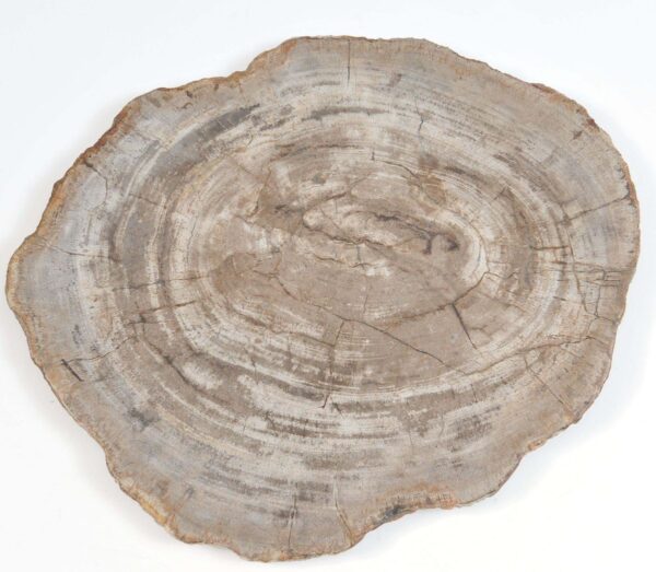 Plate petrified wood 37006