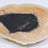 Plate petrified wood 37034f