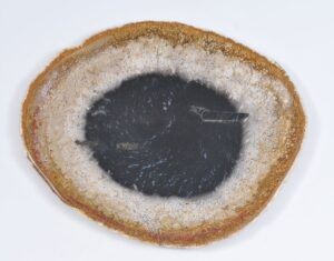 Plate petrified wood 37041b