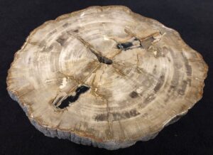 Salontafel versteend hout 31152