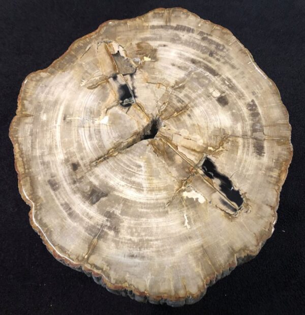 Salontafel versteend hout 31152