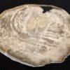 Salontafel versteend hout 31166
