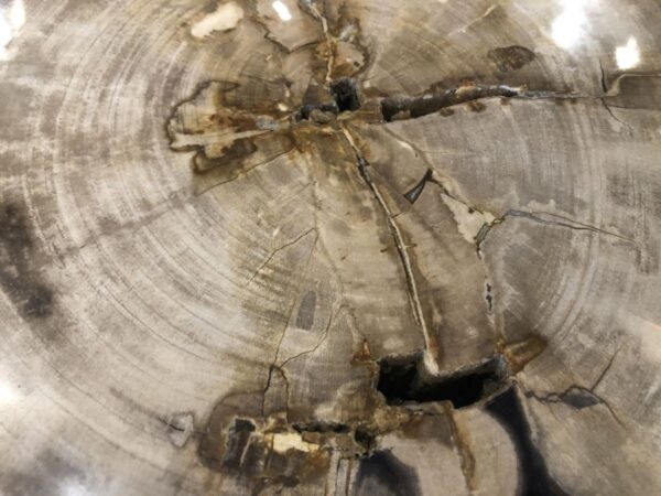 Couchtisch versteinertes Holz 31154