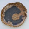Bord versteend hout 38006m