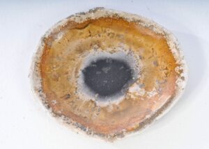 Bord versteend hout 38024