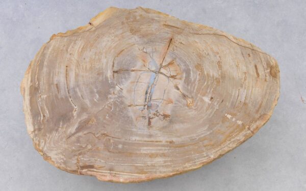 Couchtisch versteinertes Holz 38219