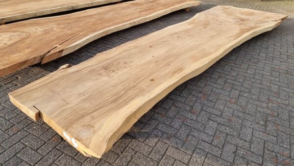 Boomstamtafel suar 28502