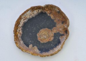 Plate petrified wood 38006m