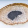 Plate petrified wood 38008c